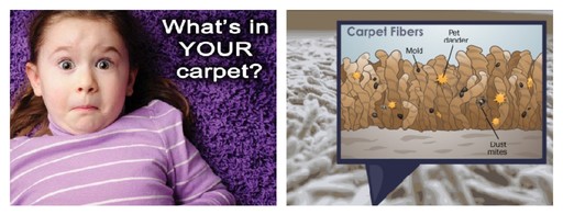 What's In Your Carpet